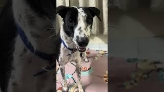 "Epic Daily Fun: Dogs & Nephew Adventures"