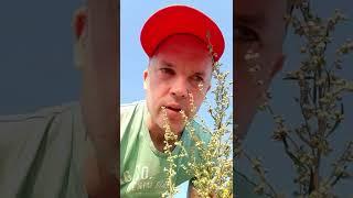 Как выглядит полынь?