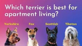 Which terrier is best for apartment living? Yorkshire / Scottish / Fox / Tibetan?