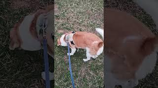 walking the dog #dog #walk #nature #sniffing #snifferdog #shortvideo #short