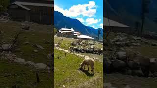 Good Morning From Kumrat Valley | Pakistan  #explore #nature