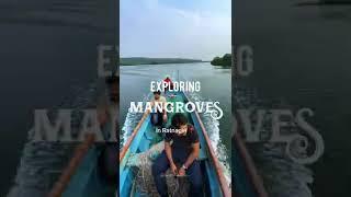 exploring Mangroves at backwaters of Ratnagiri