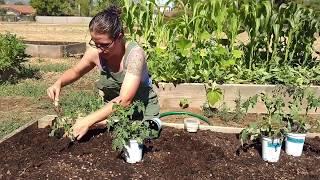 Transplanting Heirloom Tomatoes