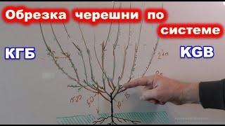 Формировка черешни по системе KGB