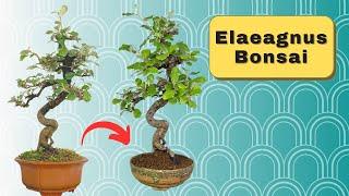 Elaeagnus Bonsai Tutorial: Repotting and Pruning Tips | 如何種植銀梧