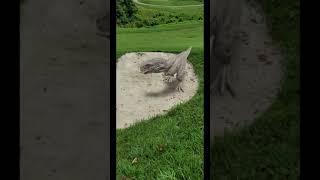 Jurassic Golf: Tyrannosaurus Stuck In Bunker ️‍️