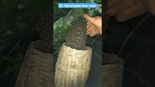 Honey bees catch in 5scd  #shorts #bees #honeybees #himalayanbeeman #shortfeed #viral