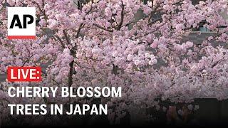 LIVE: Watch cherry blossom trees in Japan as blooming season approaches