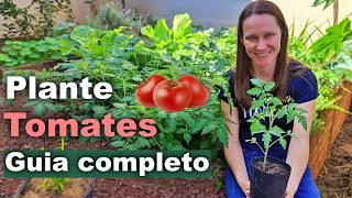 How to Plant Tomatoes - Complete Guide to Successful Planting