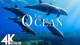 3 HOURS of 4K Underwater Wonders + Relaxing Music - Coral Reefs & Colorful Sea Life in UHD