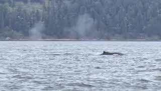 First Salish Sea Humpback Calf of 2022 Spotted, Just in Time for Mother’s Day