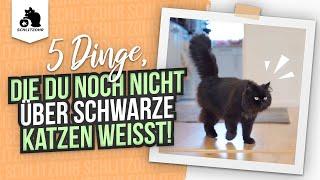 5 Dinge, die du garantiert noch nicht über schwarze Katzen weisst! Hast du eine schwarze Katze?