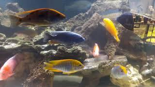 Super Colorful African cichlids, 120 gallon, Show Tank Tour