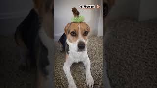 One Month to One Year beagle transformation #feed #shorts #transformation #dogbreed #puppy #pets