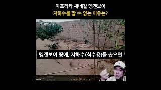 아프리카 세네갈. 멩겐보이. 지하수를 식수로 활용하지 못하는 이유는?  #새마을_세네갈