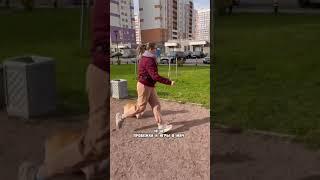 День с корги Варди! 24 часа с собакой