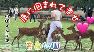 【外国人の反応】鹿に囲まれて幸せ外国人観光客🫎奈良公園