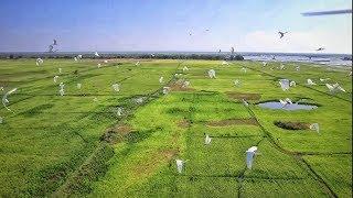 Cambodia Bird at Tonle sap lake by drone