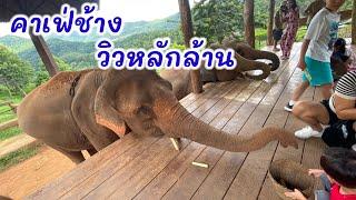 คาเฟ่ช้างเชียงใหม่|ที่เที่ยวเชียงใหม่|เอเลฟินฟาร์มแอนด์คาเฟ่ ป้อนอาหารช้างแบบใกล้ชิด