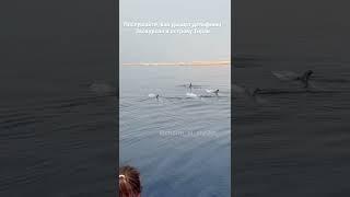 Экскурсии в Шарм Эль Шейх. Экскурсия к острову Тиран на скоростной лодке #египет #шармэльшейх
