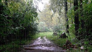 Soothe your Mind & Relax with the Refreshing Rain Sounds from the Forest. Nature's Gift, White Noise