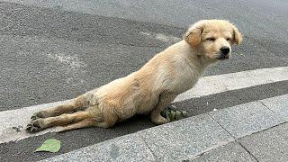 Straydog was hit by a car and its hind legs broken,struggled to crawl towards passersby seeking help