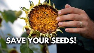 How to Save Sunflower Seeds WITHOUT Feeding The Wildlife