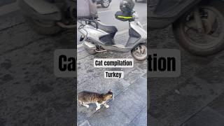  Cats in Istanbul  #istanbul #istanbulturkey