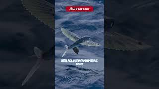 Meet The Flying Fish | DPFunFacts