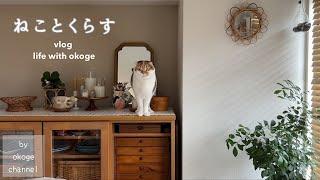 Daily life with cats starting with breakfast/Sanrio Exhibition in KOBE(Cat & Life Vlog)