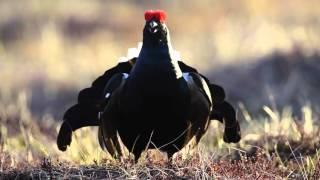 Orrspel, tjäderspel och ugglor – en naturfotoresa med Natursidan.se och Nordic Safari