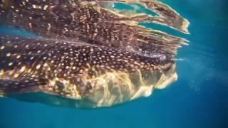 Whale Sharks - Cebu the Philippines 2013