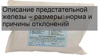 Описание предстательной железы – размеры: норма и причины отклонений