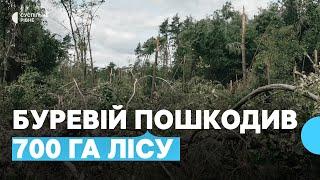 Буревій пошкодив понад 700 гектарів лісу на Рівненщині: попереджають про небезпеку пожеж і шкідників