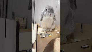 엄마찾아서 새벽에 탈출한 토끼..ㅠ#うさぎ
