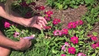 Deadheading Zinnias