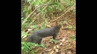 Jaguarundi in the jungle