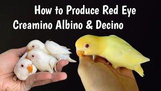 How to produce Creamino Lovebirds from Decino  #creamino #albino  #lovebirds