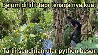 TERNYATA SEBERAT INI ULAR PYTHON RAKSASA GAK BISA SENDIRIAN PEGANG NYA