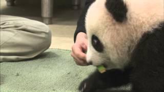 Busy Panda Cub Has Places To Be