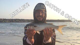 EP9 - Mullet, Catch And Cook , Harbor Cove Ventura, Birthday Fishing - Vince Goes Fishing