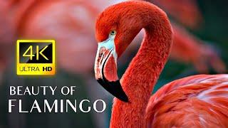 Pink Flamingos - 4K Video - Flamingo Bird Collection With Relaxing Music