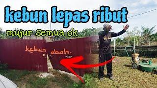 [Episod1231] baru lepas ribut. semuanya ok. teruskan mesin rumput