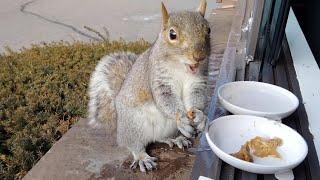 Squirrels' funny and cute way of eating almond/peanut butter