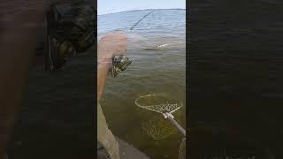 Трофейна САМКА Дала #shorts #рибалка #трофей
