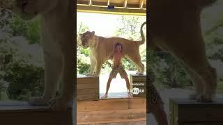 The largest cat in the world. #liger #ligre #huge #giant #cat #bigcat #hybrid