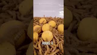 10 000 Mealworms vs. CHEESEBALLS