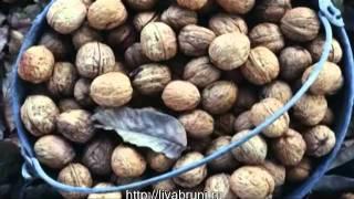 Продукты молодости! Секреты долголетия!