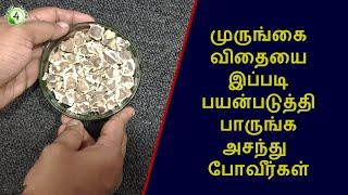 முருங்கை விதையில் இவ்வளவு விஷயம் இருக்கா?  | Drumstick benefits in tamil