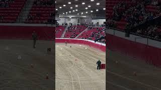 Free Police K-9 Show South Point Arena Las Vegas | LVMPD K—9 Trials #shorts #lasvegas #policedogs